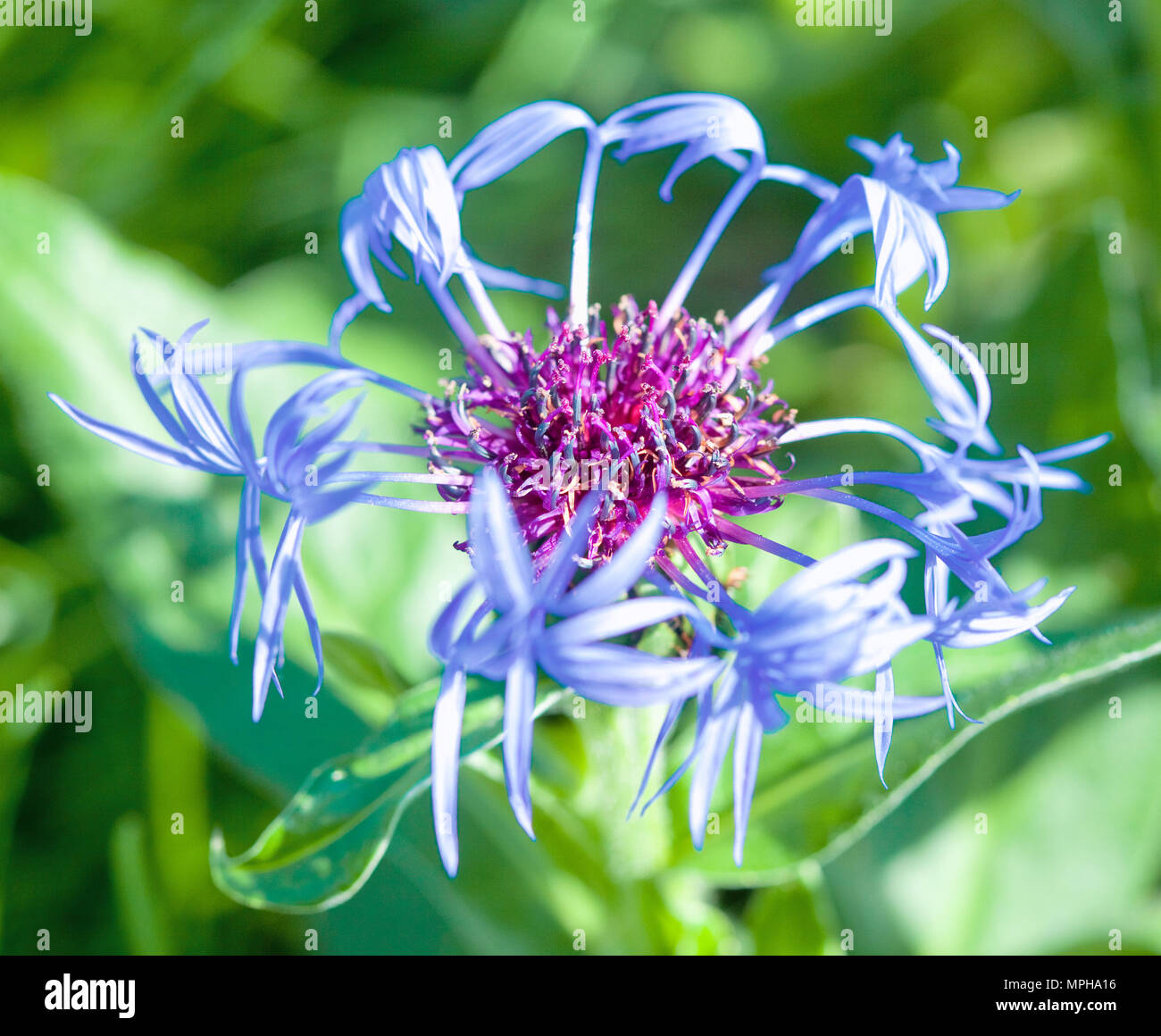 Wild Blue Flower with Purple Center in Summer Stock Photo - Alamy