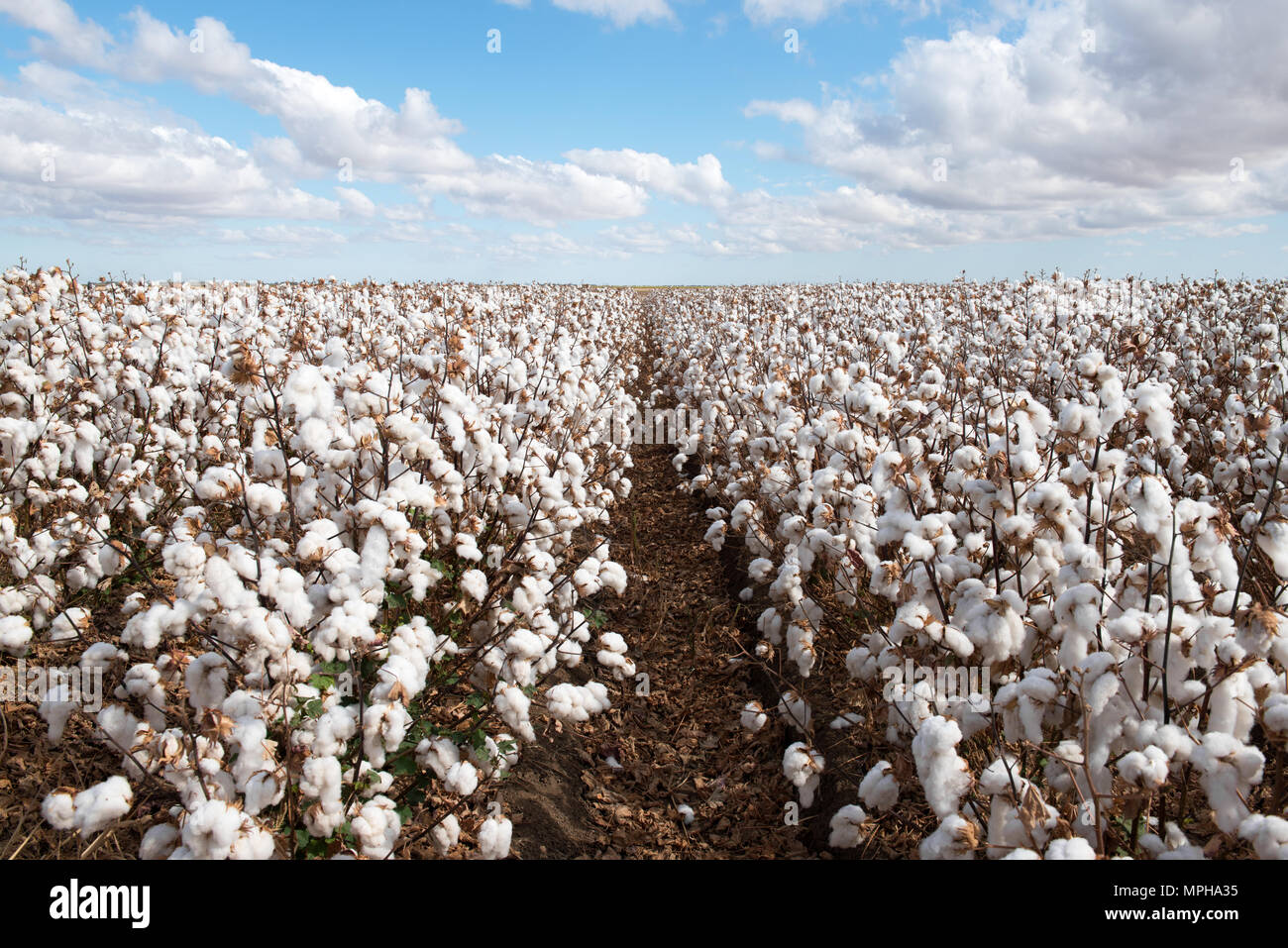 Cotton ready for harvesting.  Captured near Warren in NSW, Australia Stock Photo