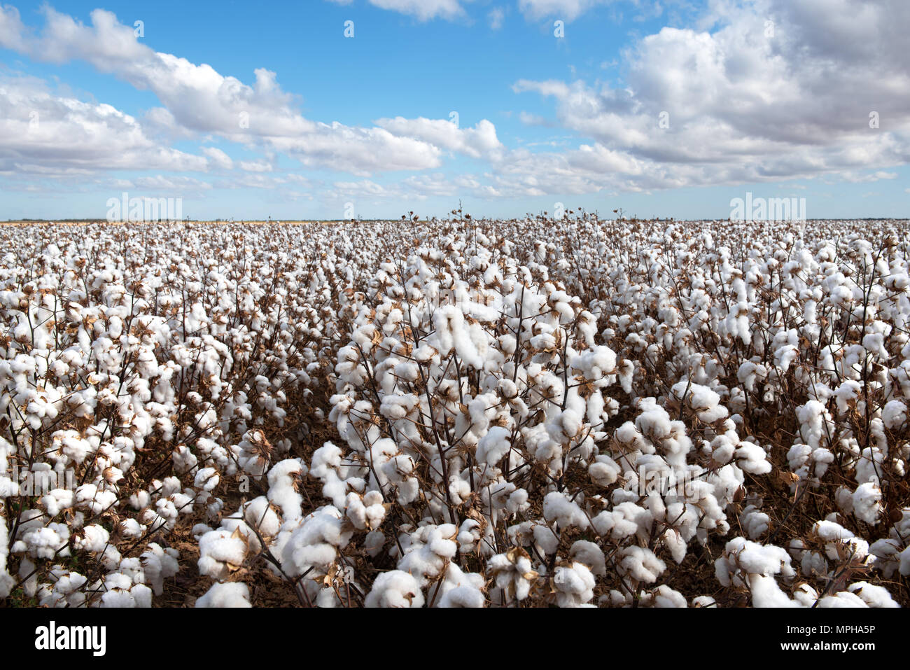 Cotton ready for harvesting. Captured near Warren in NSW, Australia