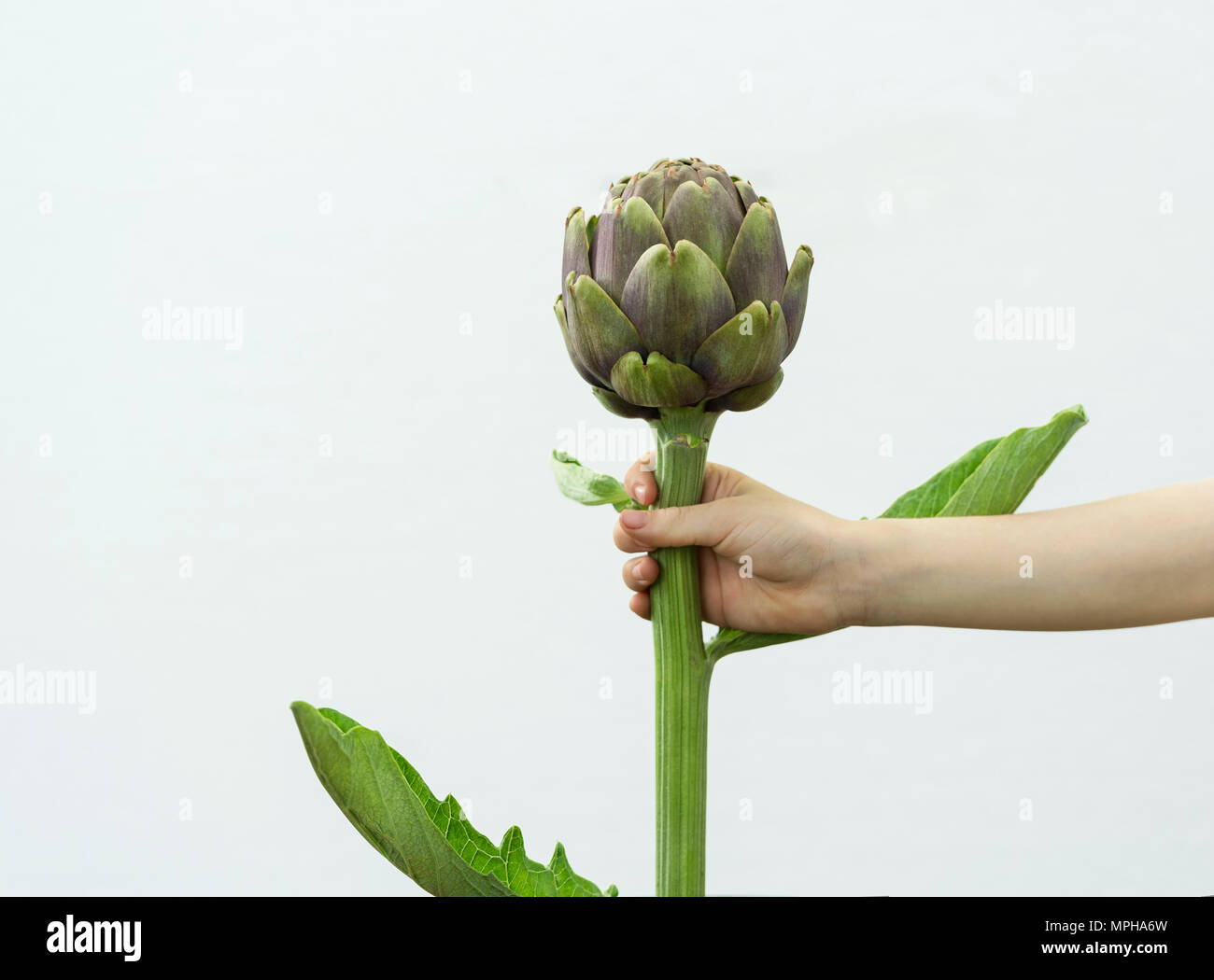 artichoke vegetable background isolated white Stock Photo Alamy