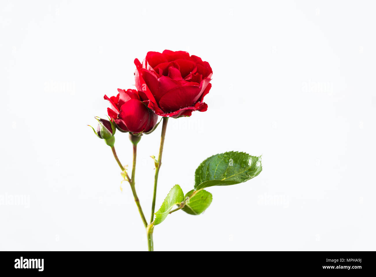 white background red rose Stock Photo