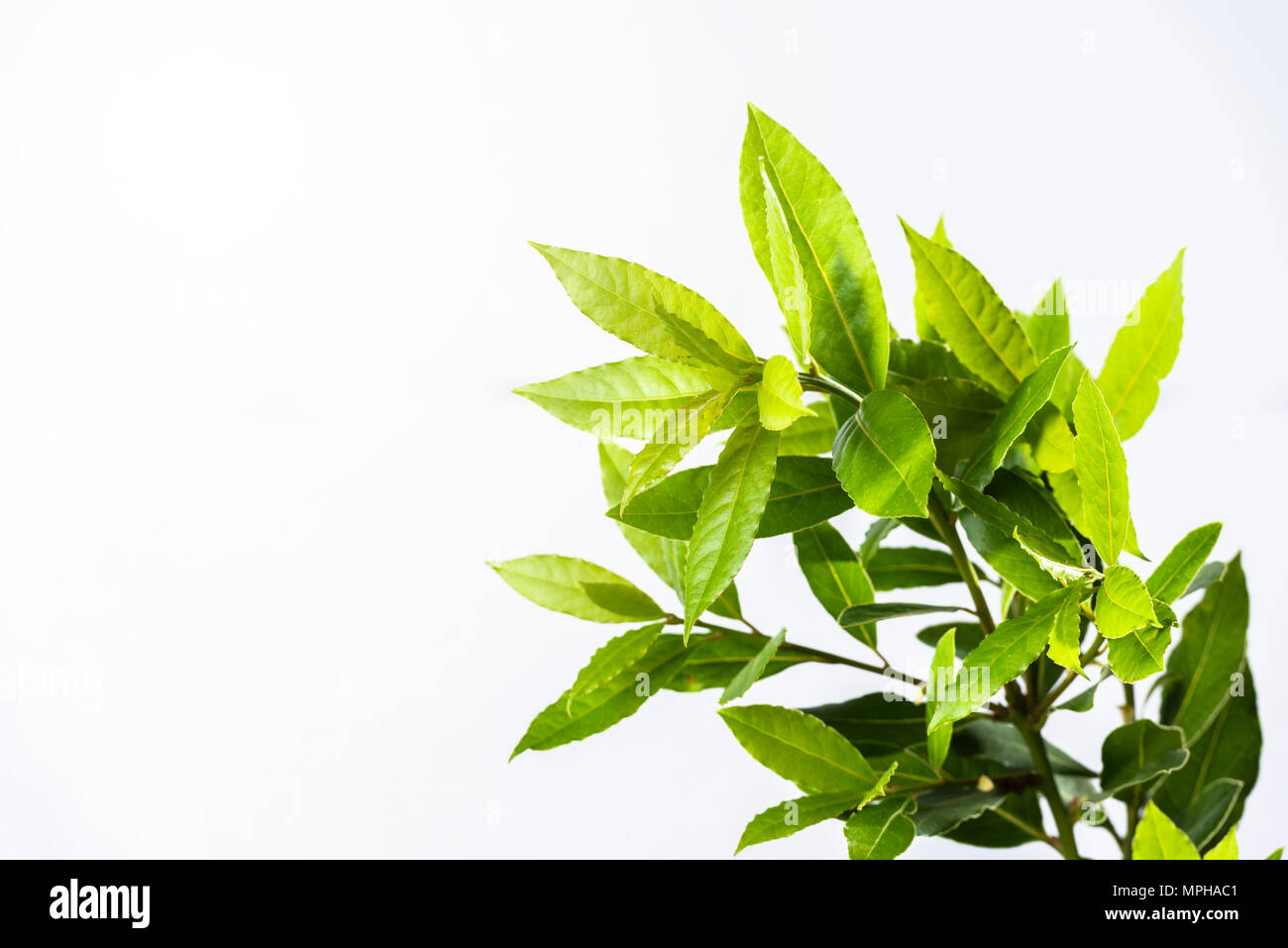 Bay laurel tree hires stock photography and images Alamy