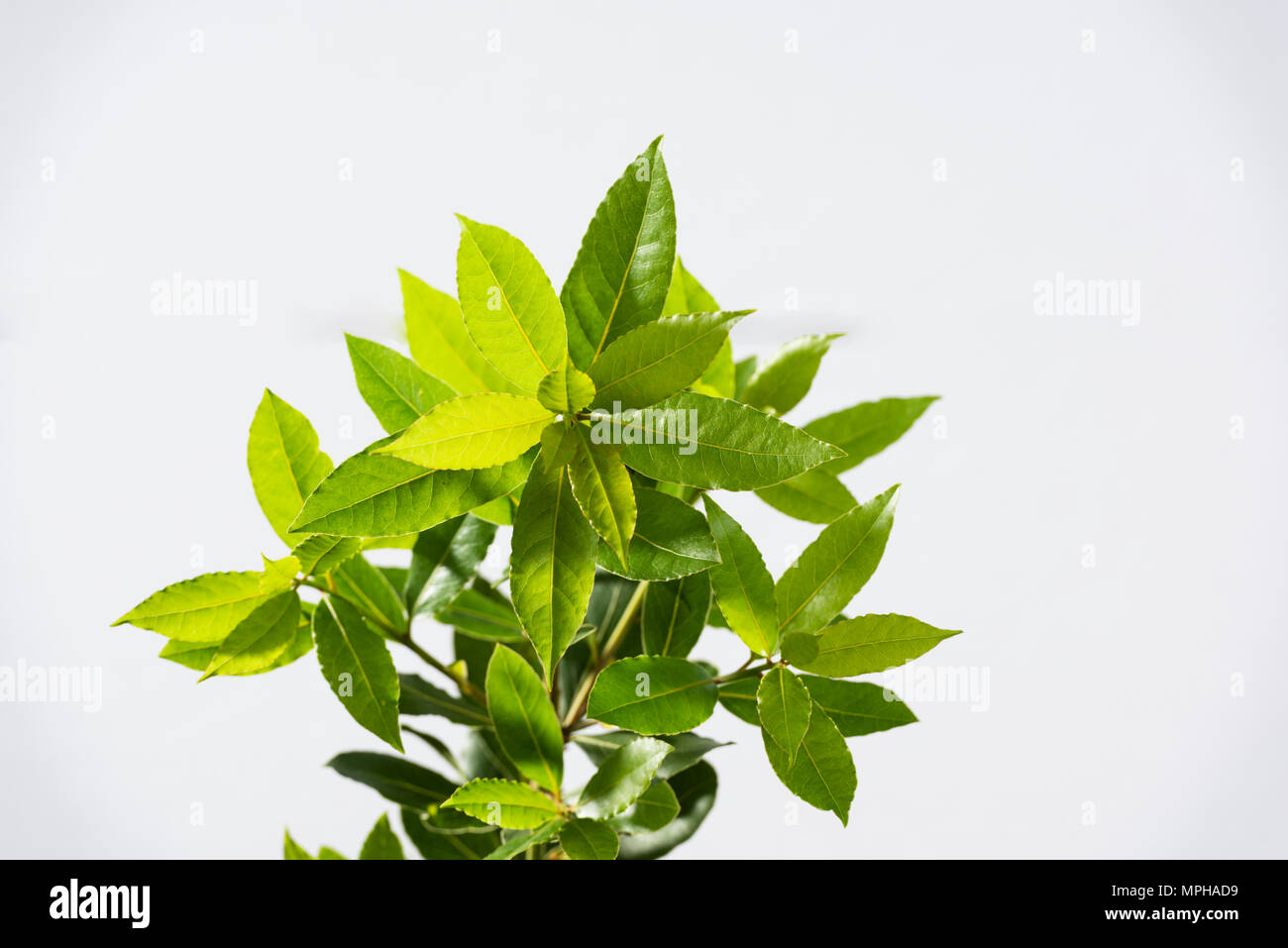 Bay laurel tree hires stock photography and images Alamy