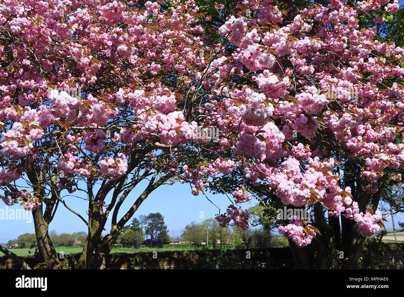 Pink Cherry Blossom Trees in Bloom, Knapton Church, Knapton, Norfolk Stock Photo