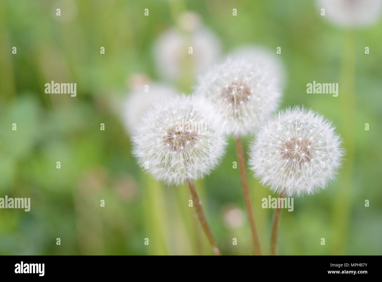 Dandelion flowers on a summer meadow close up Stock Photo - Alamy