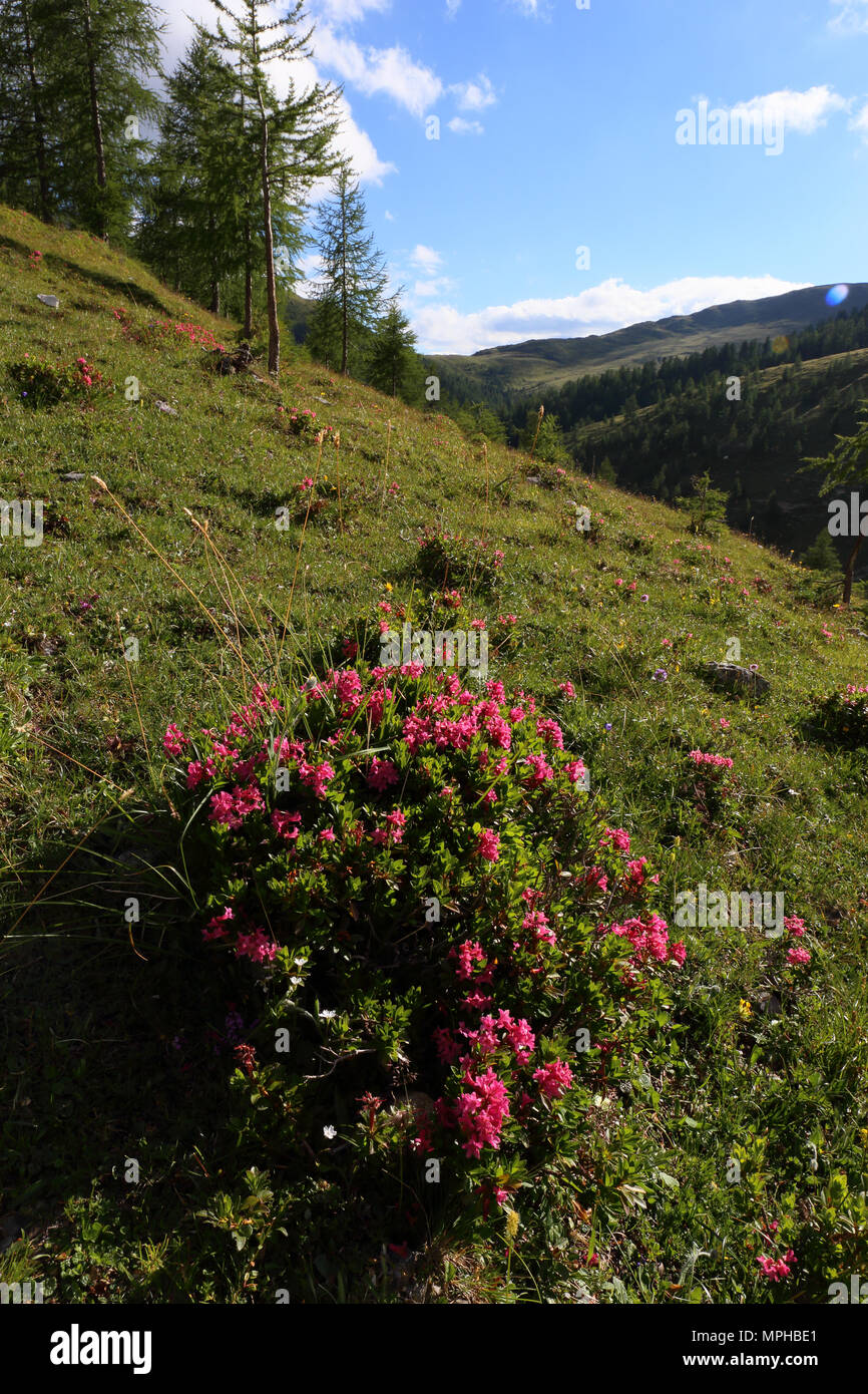 Flowing Rusty-leaved alpenrose (Rhododendron Ferrugineum) in the mountains by Nockalmstrasse Stock Photo