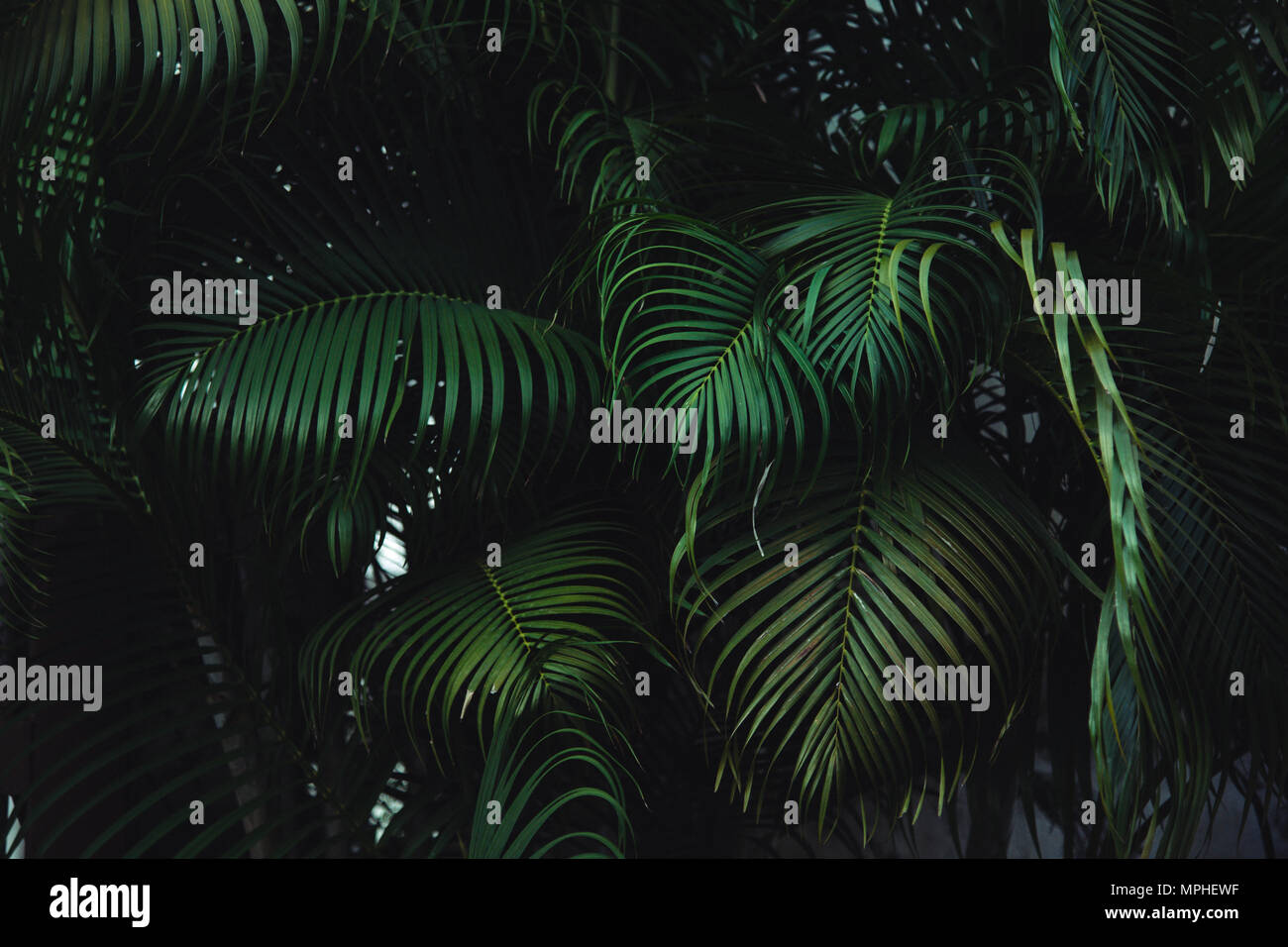 green palm leaves texture in dark green forest Stock Photo