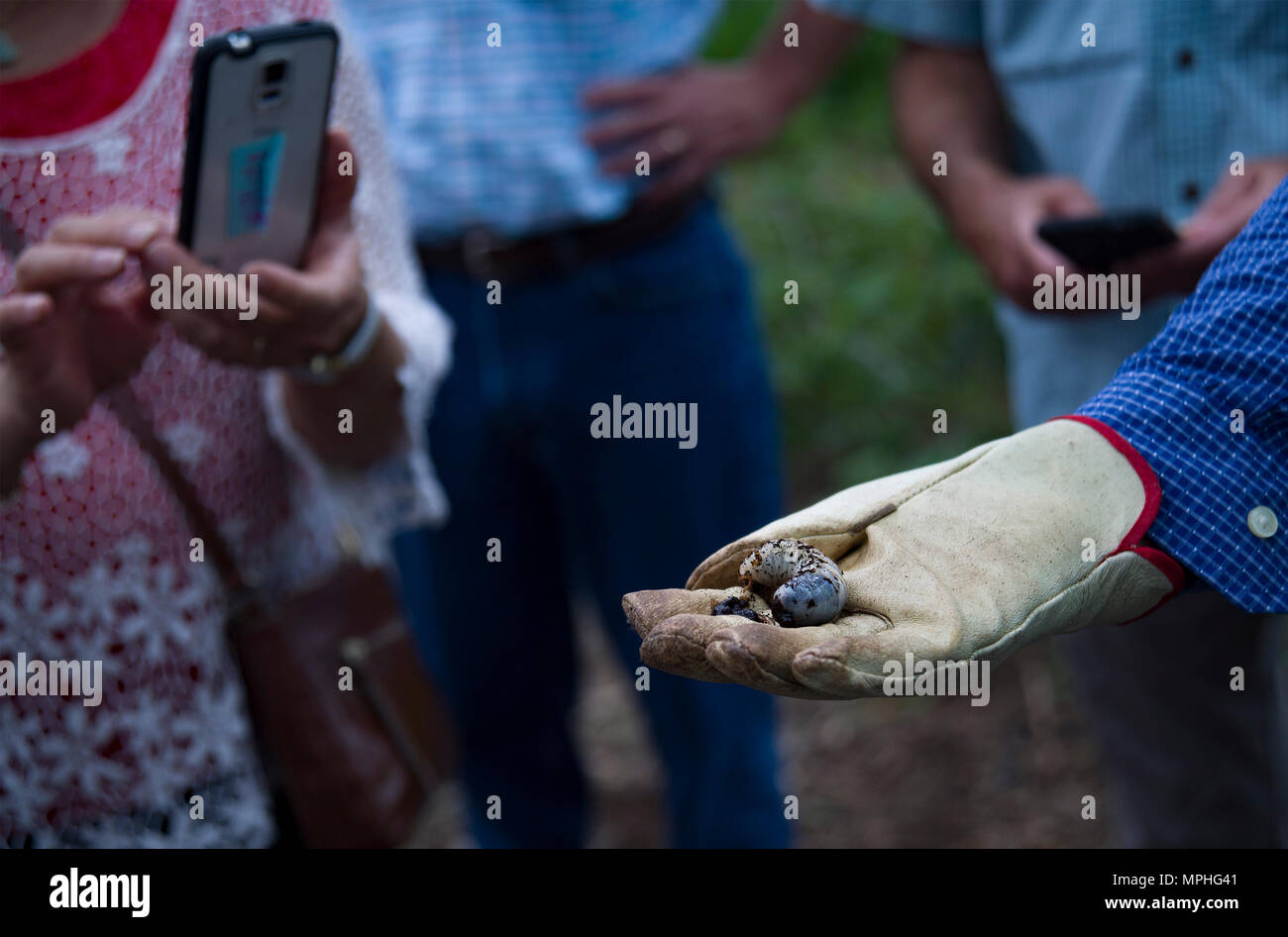 Members of the Tri-State Initiative for Outreach and Communication delegation take photos of a live Coconut Rhinoceros Beetle (CRB) larva during a visit hosted by Naval Facilities Engineering Command (NAVFAC) Hawaii, Hawaii Department of Agriculture (HDOA), and Hawaii Natural Resources Committee on Joint Base Pearl Harbor-Hickam, March 13, 2017. The Tri-State Initiative, which includes several representatives from the HDOA, the Florida Dept. of Agriculture and Consumer Services, and the California Dept. of Agriculture, was created to collaborate on different ways each state approaches invasive Stock Photo