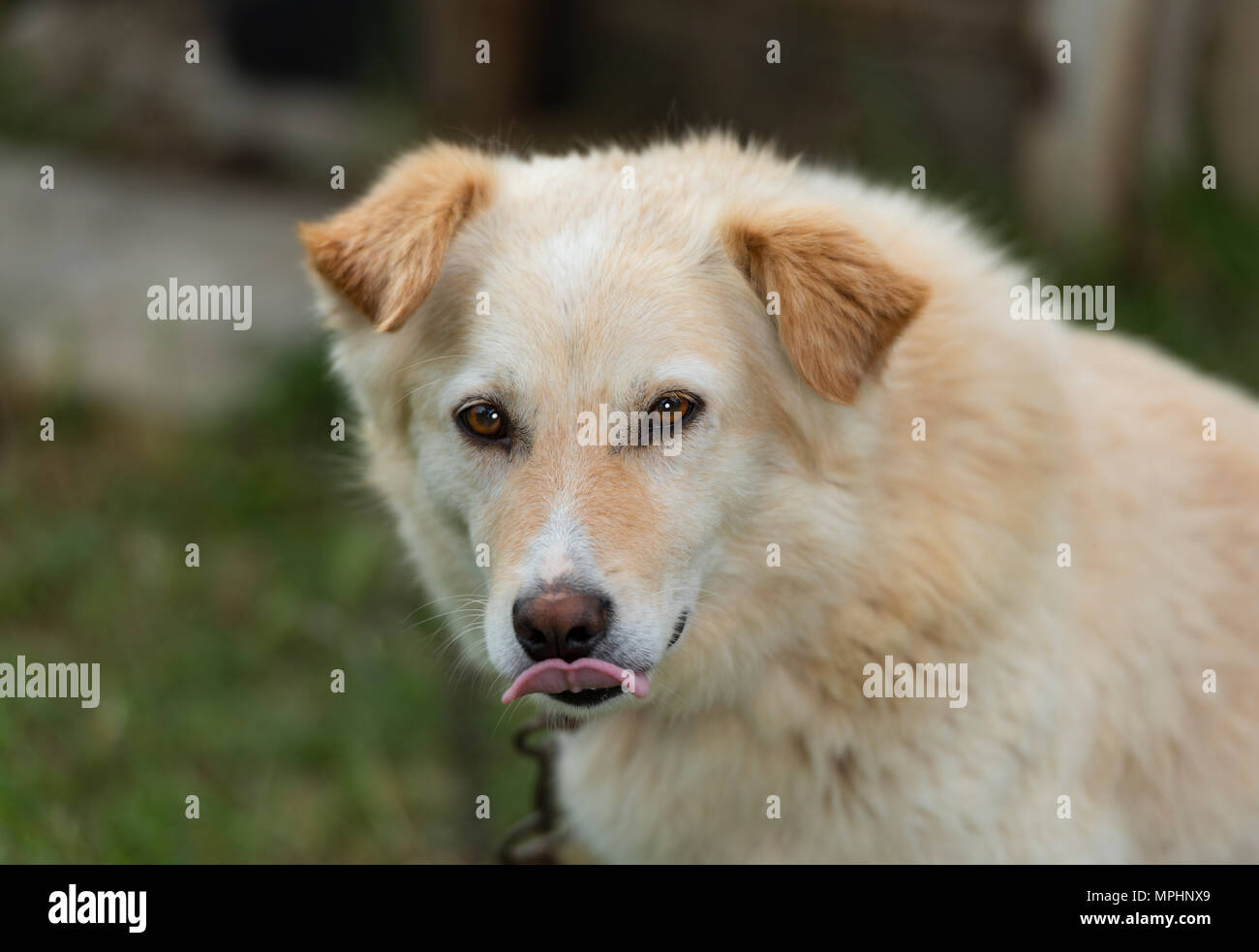Lap  dog Stock Photo