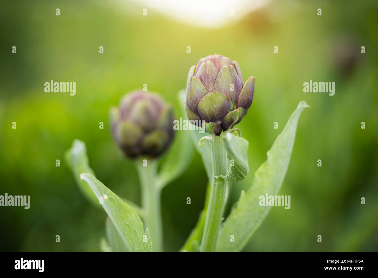 artichoke vegetable on the field Stock Photo Alamy