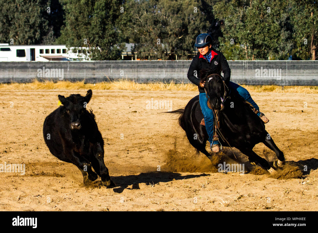 Campdraft High Resolution Stock Photography and Images - Alamy