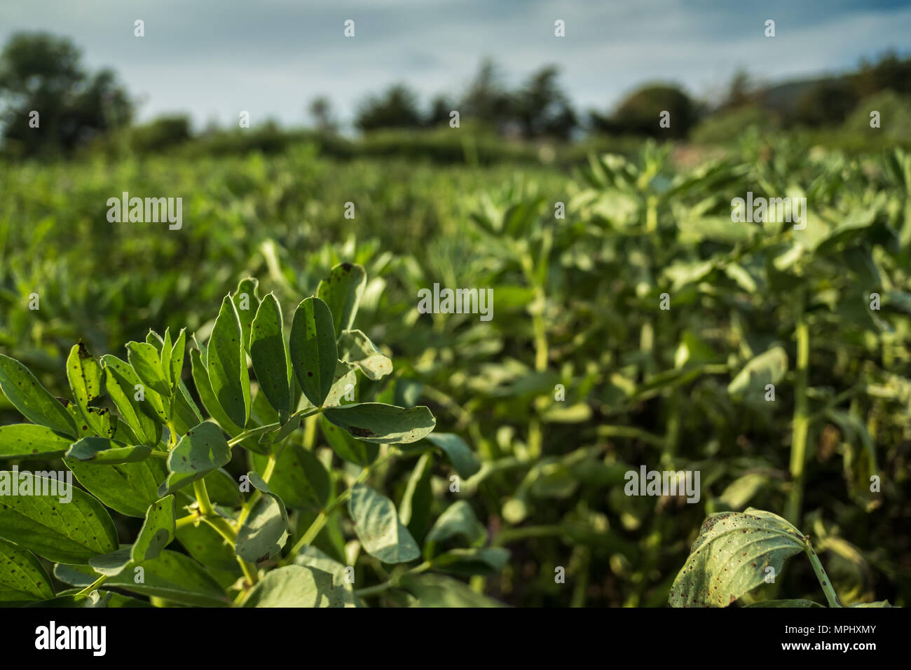 Bean Leaves High Resolution Stock Photography and Images Alamy