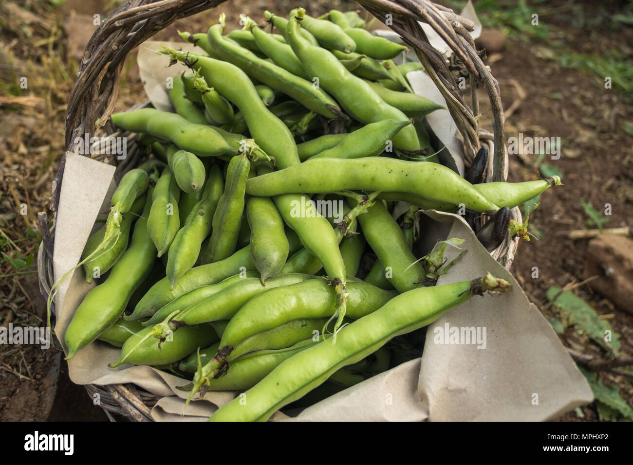 Broad bean harvest hi-res stock photography and images - Alamy