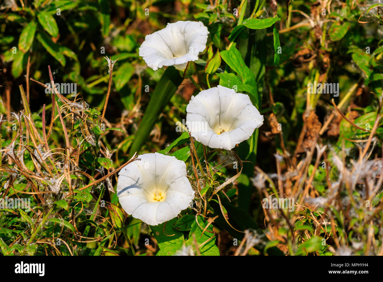 Hedge Bindweed Creeper High Resolution Stock Photography and Images - Alamy