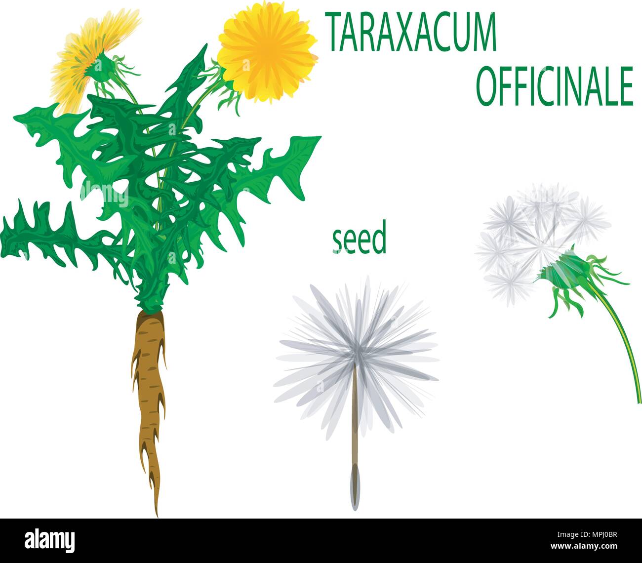 illustration of a dandelion, seed and root. Taraxacum Officinale. Stock Vector