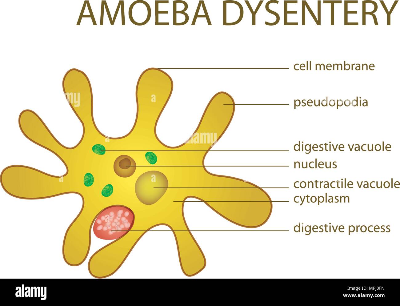 ILLUSTRATION OF AMOEBA DYSENTERY. microbiology. intestinal infection Stock Vector