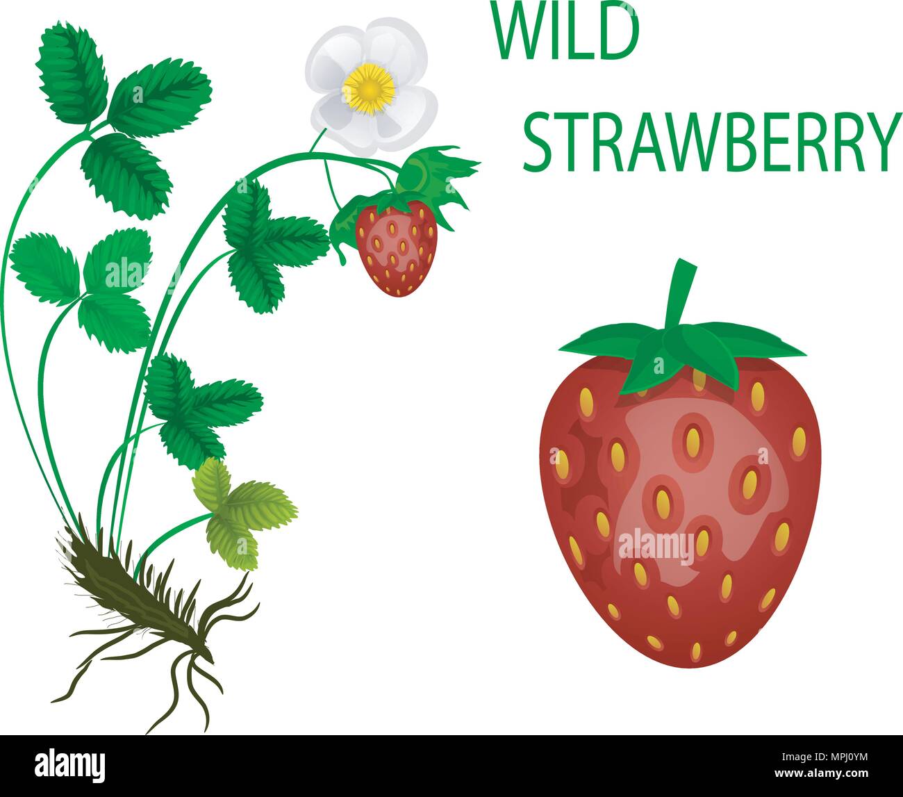 illustrations of the wild STRAWBERRY, ROOT, LEAVES, FRUIT, BERRY, FLOWER, FLOWERING, illustration, scientific structure. Stock Vector