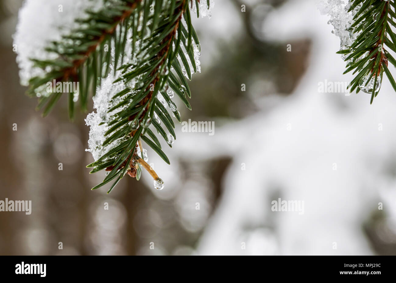 Branches of pine tree with snow Stock Photo - Alamy