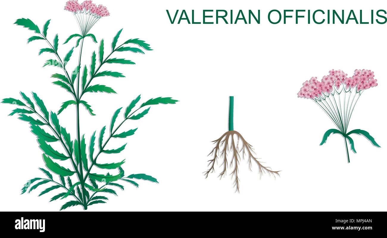 illustration of Valeriana officinalis roots and inflorescence Stock Vector