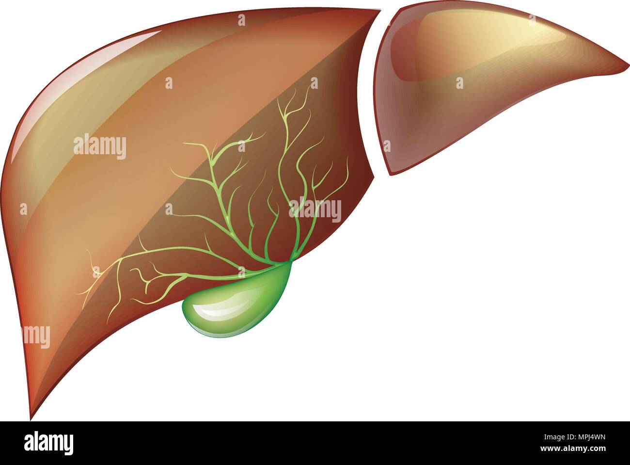 ILLUSTRATION OF THE HEALTHY HUMAN LIVER. Vector. Stock Vector