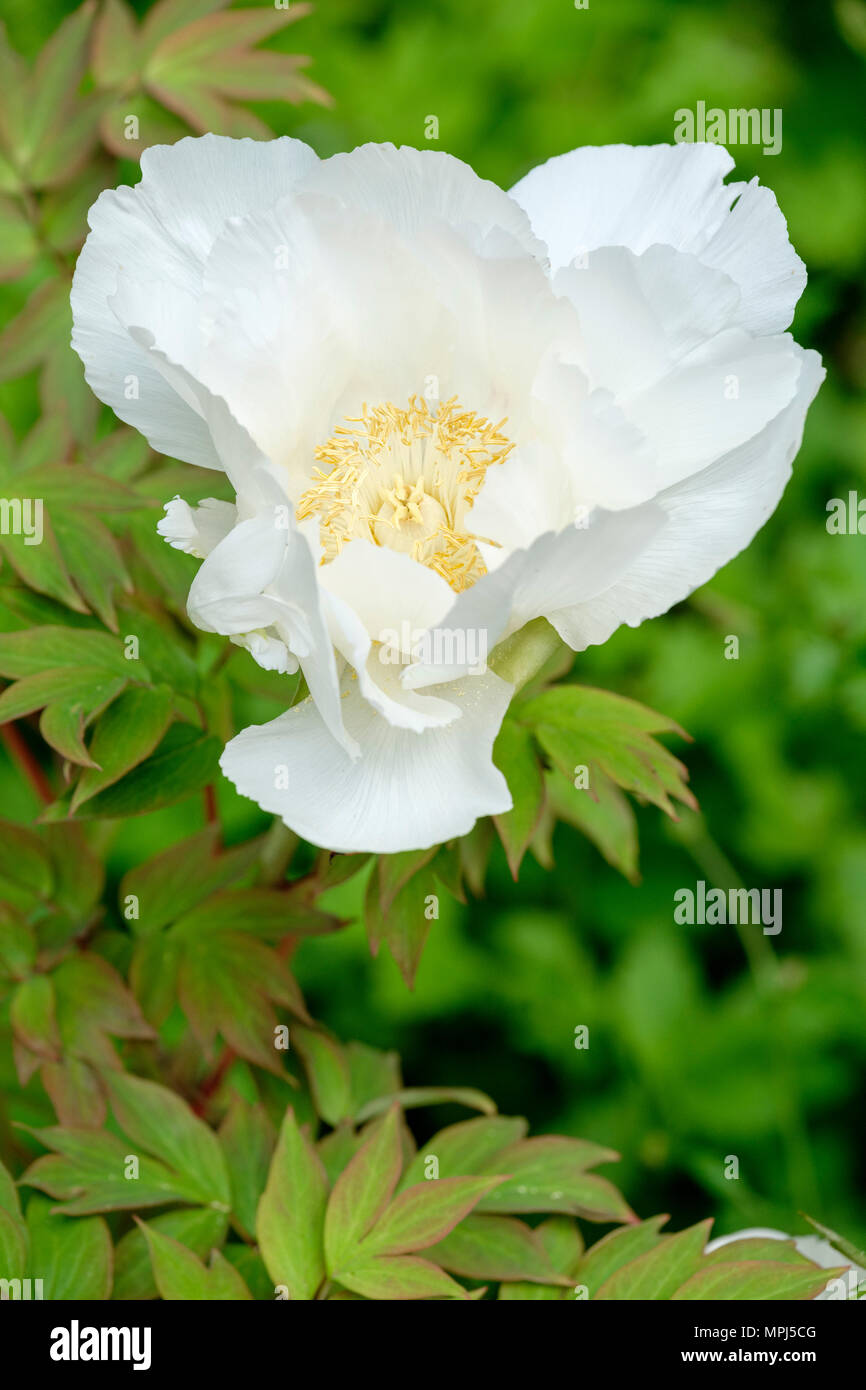 Tree Peony 'Feng Dan Bai' (White Phoenix) Paeonia suffruticosa. Stock Photo