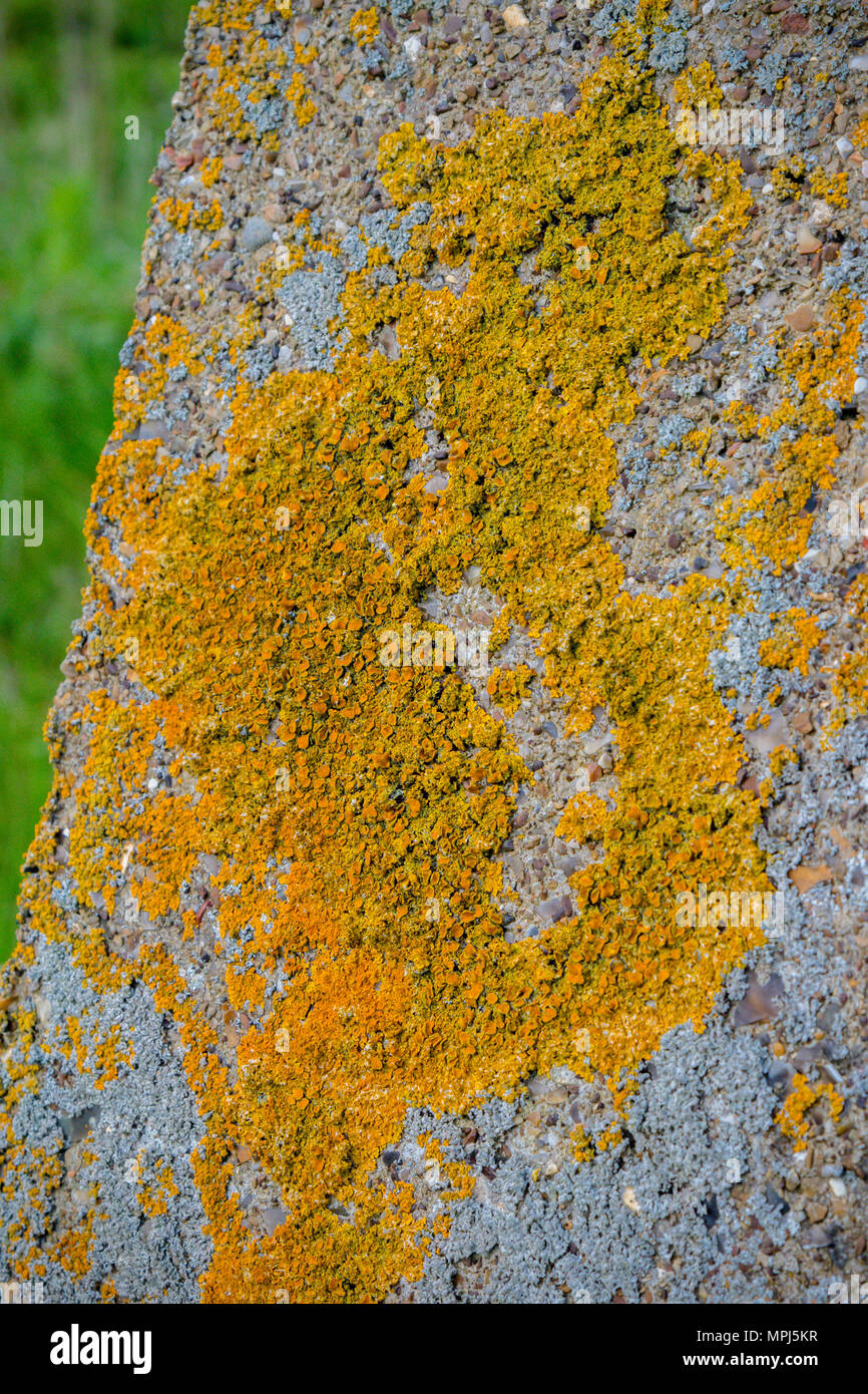 Lichen growing on coastal defences on the Isle of Grain, Kent United Kingdom to defend against a Nazi invasion of Britain Stock Photo