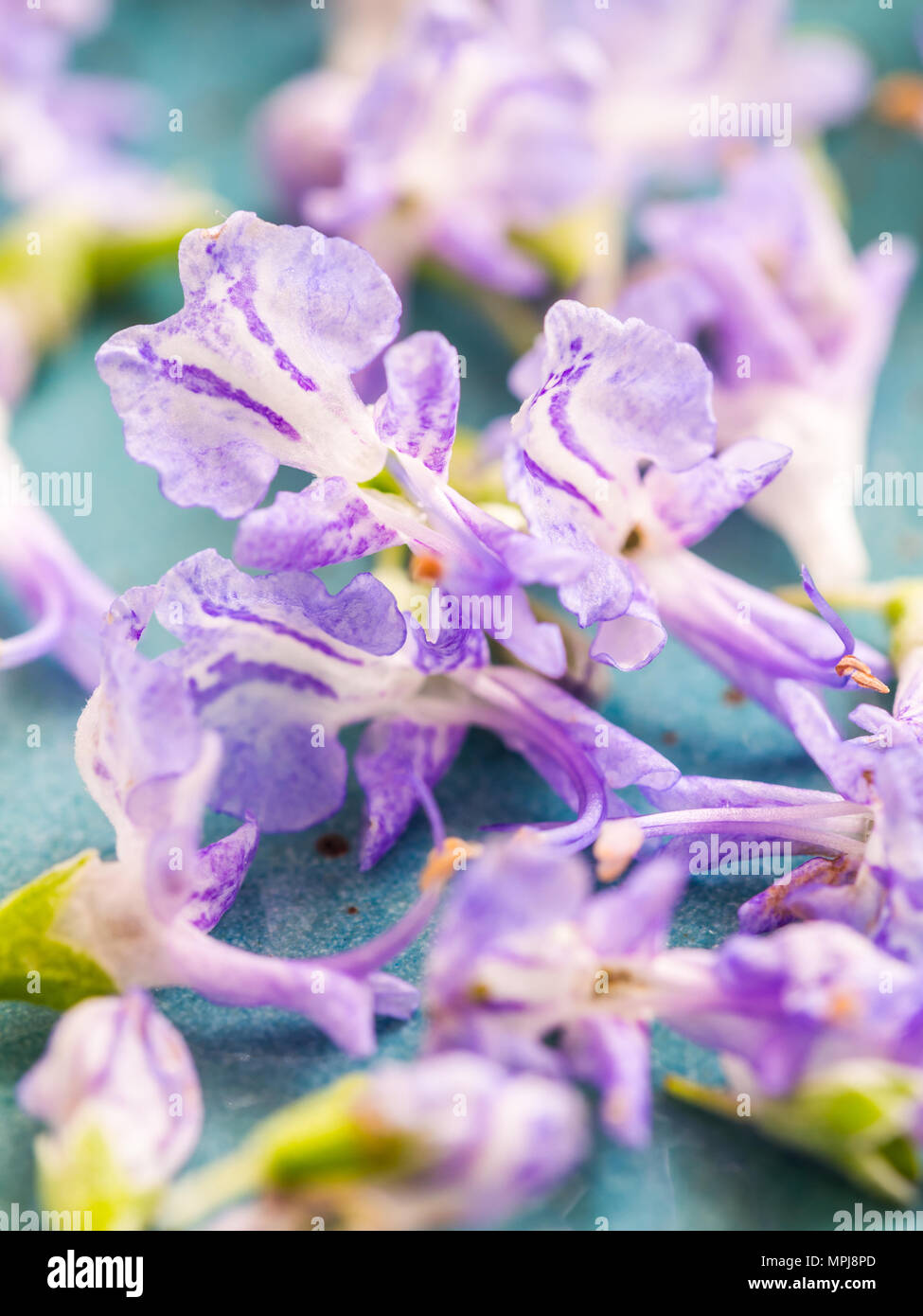 Edible rosemary flowers on a green plate, close up Stock Photo Alamy