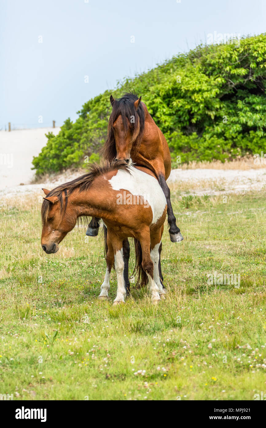 Chincoteague/Assateague Ponies-Equus ferus caballus,  mating Stock Photo