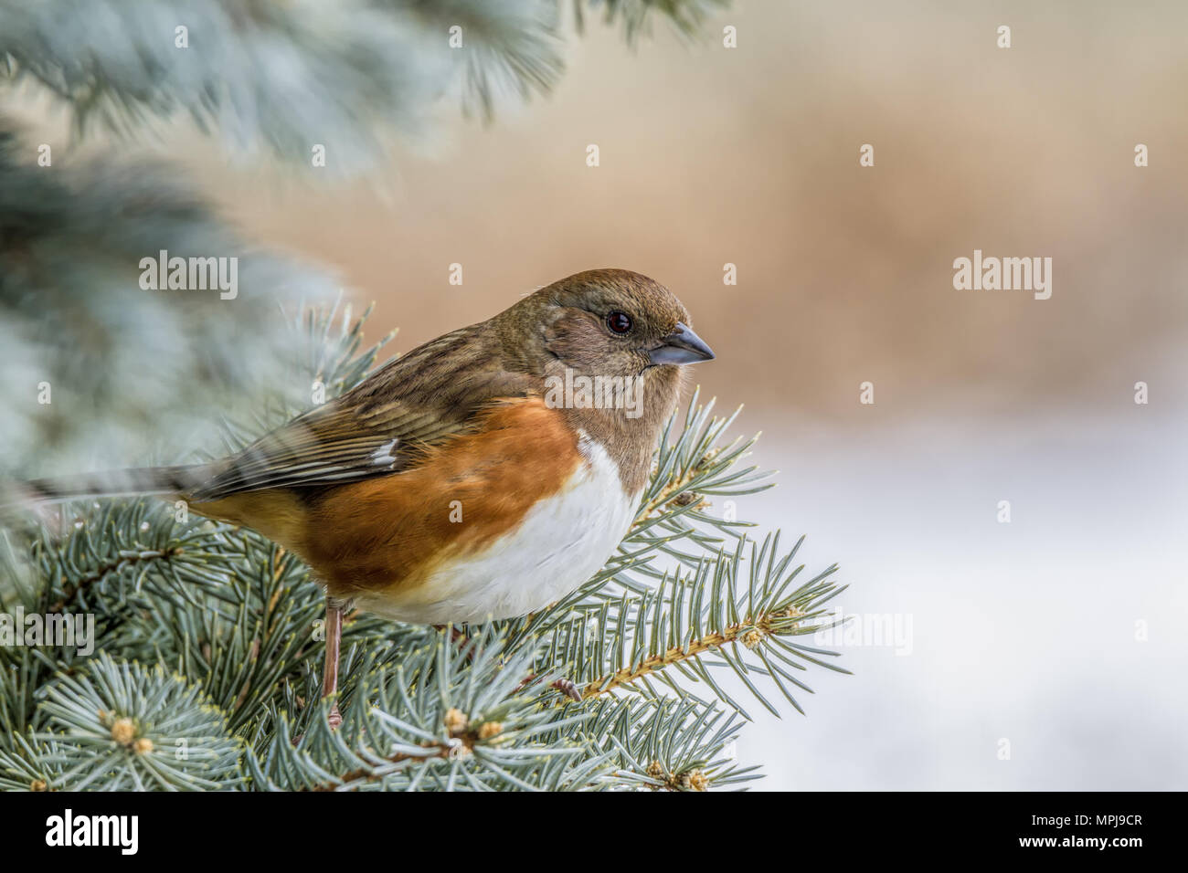 Eastern Towhee Female( Pipilo erythrophthalmus ) Stock Photo