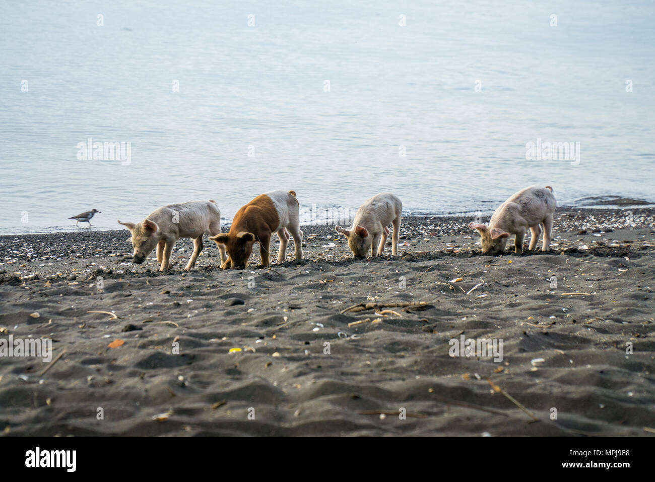 Wild pigs searching for food at the beach on the island ometepe in nicaragua. Stock Photo
