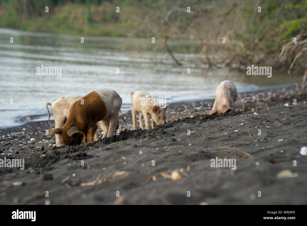 Wild pigs searching for food at the beach on the island ometepe in nicaragua. Stock Photo