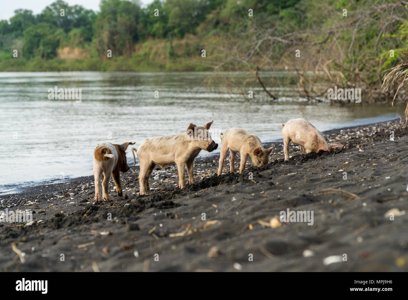 Wild pigs searching for food at the beach on the island ometepe in nicaragua. Stock Photo