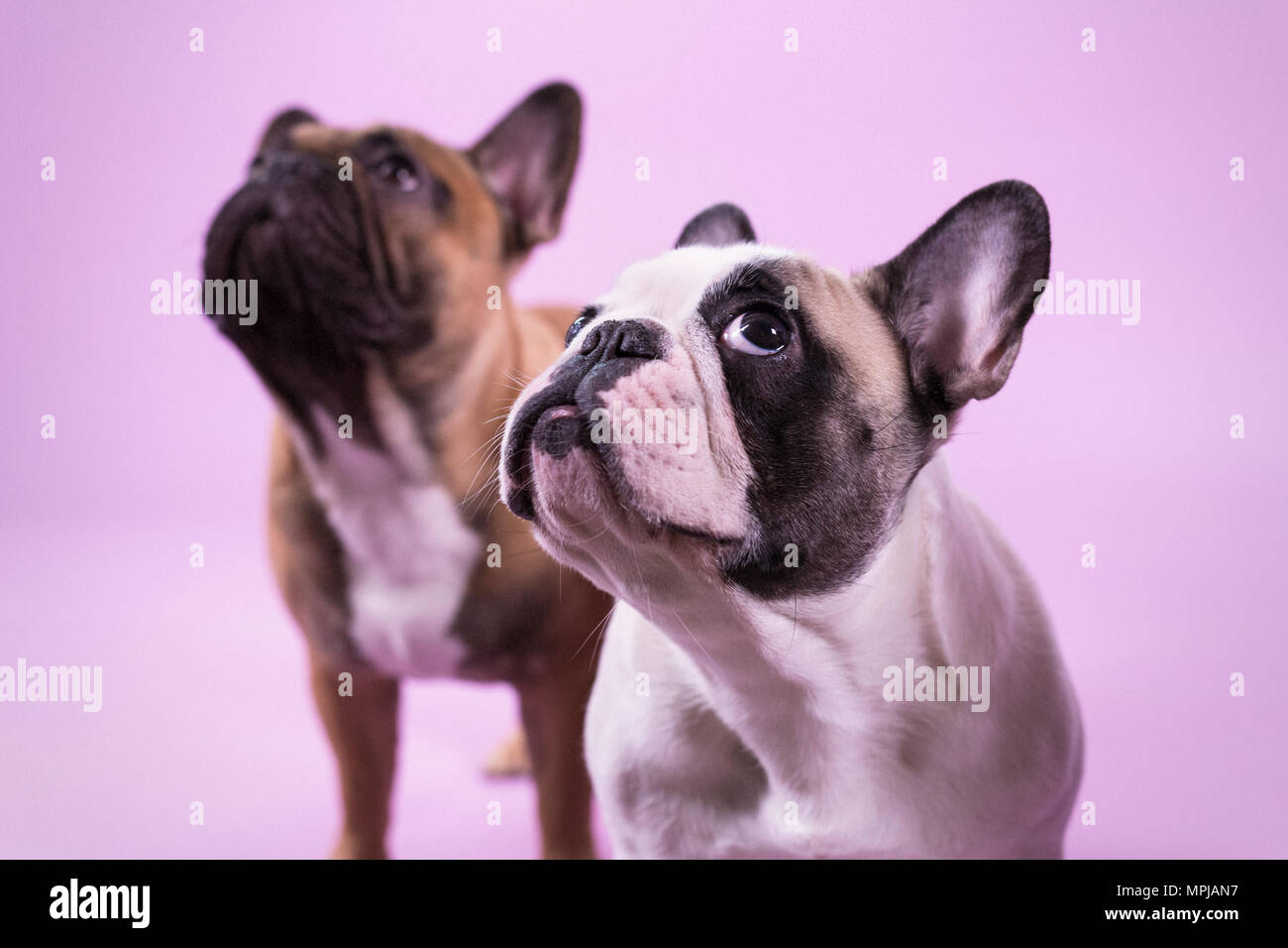 Two french bulldogs looking up Stock Photo Alamy
