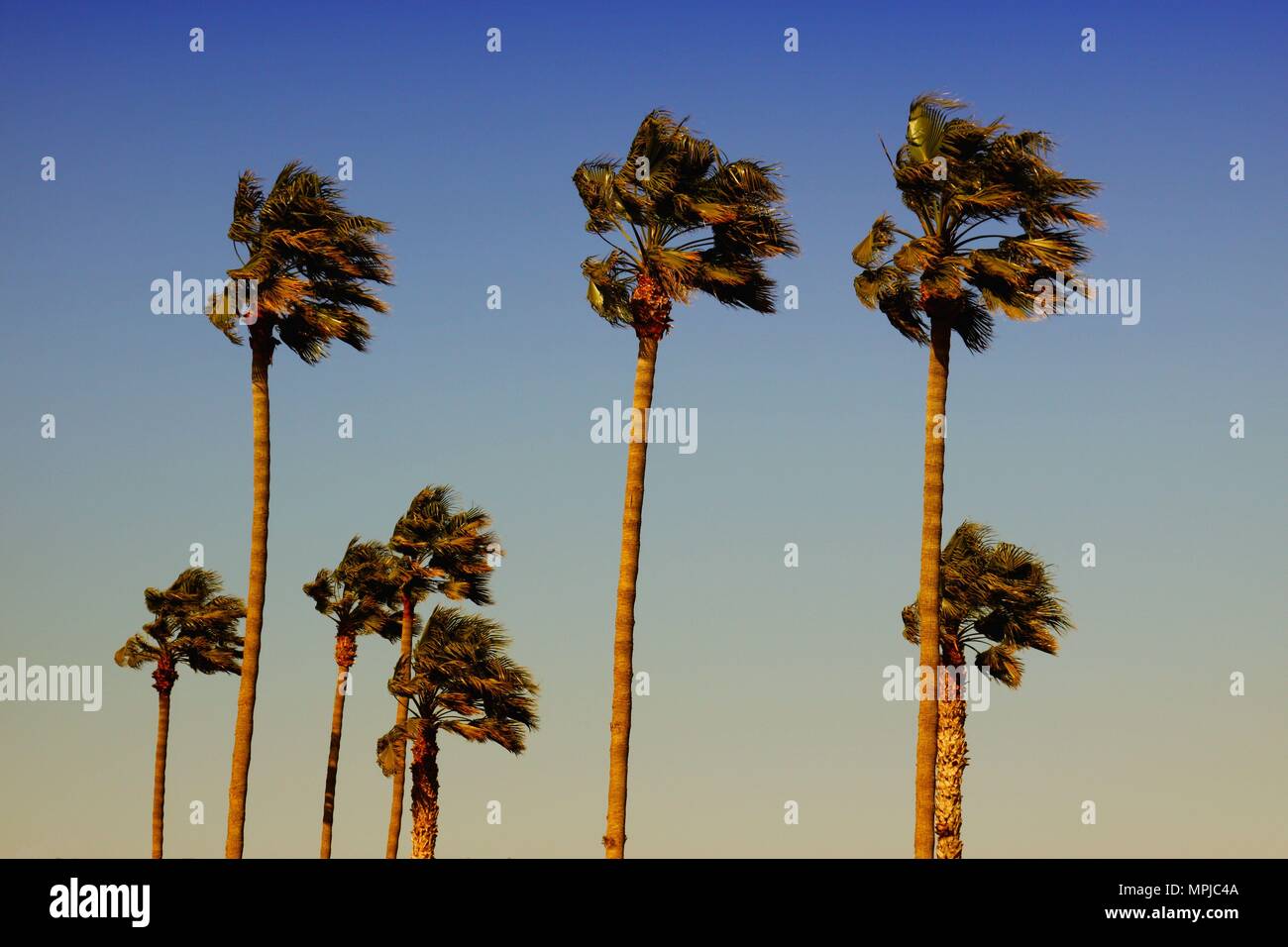 Wind on palm trees Stock Photo Alamy