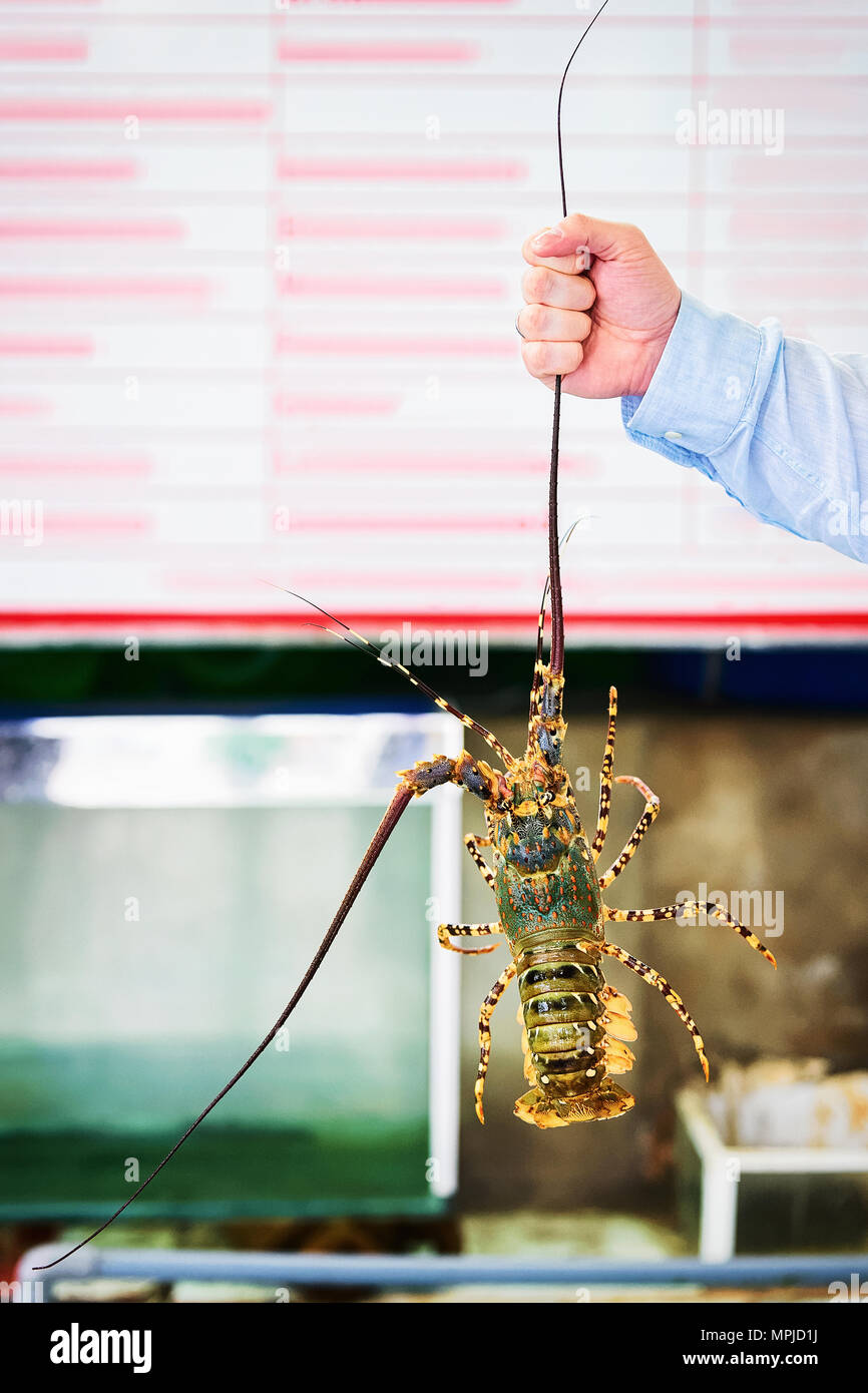 Lobster in the hand in Danang, Vietnam Stock Photo
