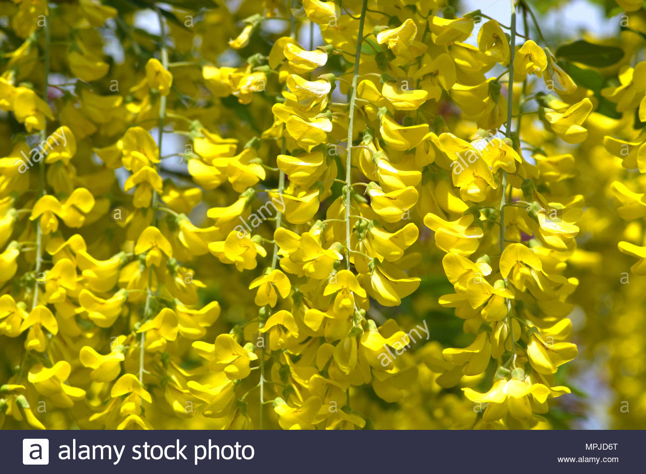 Goldregen Stock Photos & Goldregen Stock Images Alamy