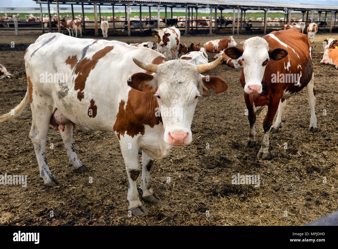 cows eat feed on the farm Stock Photo - Alamy