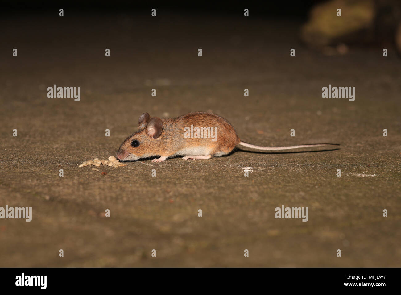 A wild Wood mouse (Apodemus Sylvaticus) feeding in an English garden. Stock Photo