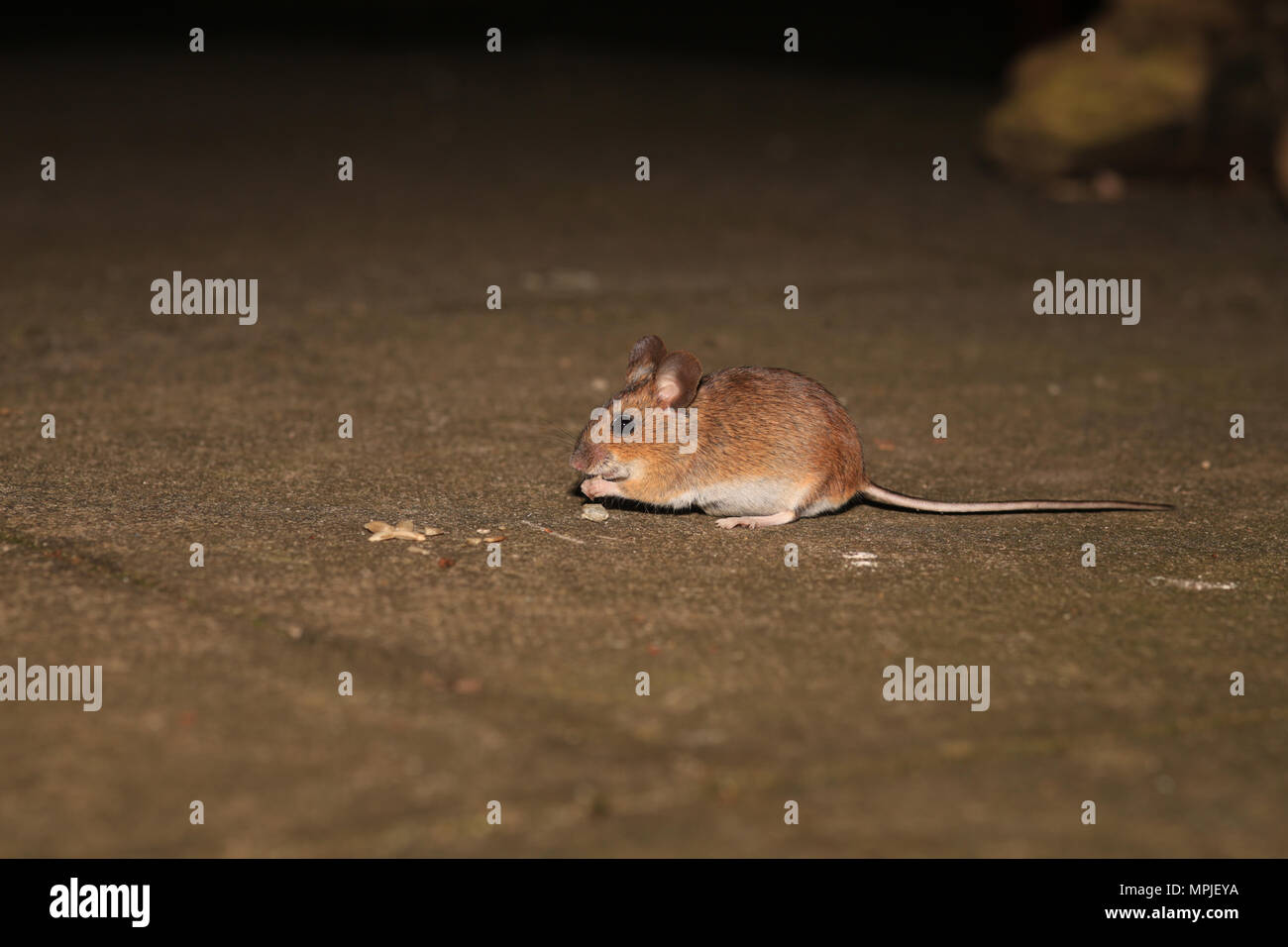A wild Wood mouse (Apodemus Sylvaticus) feeding in an English garden. Stock Photo