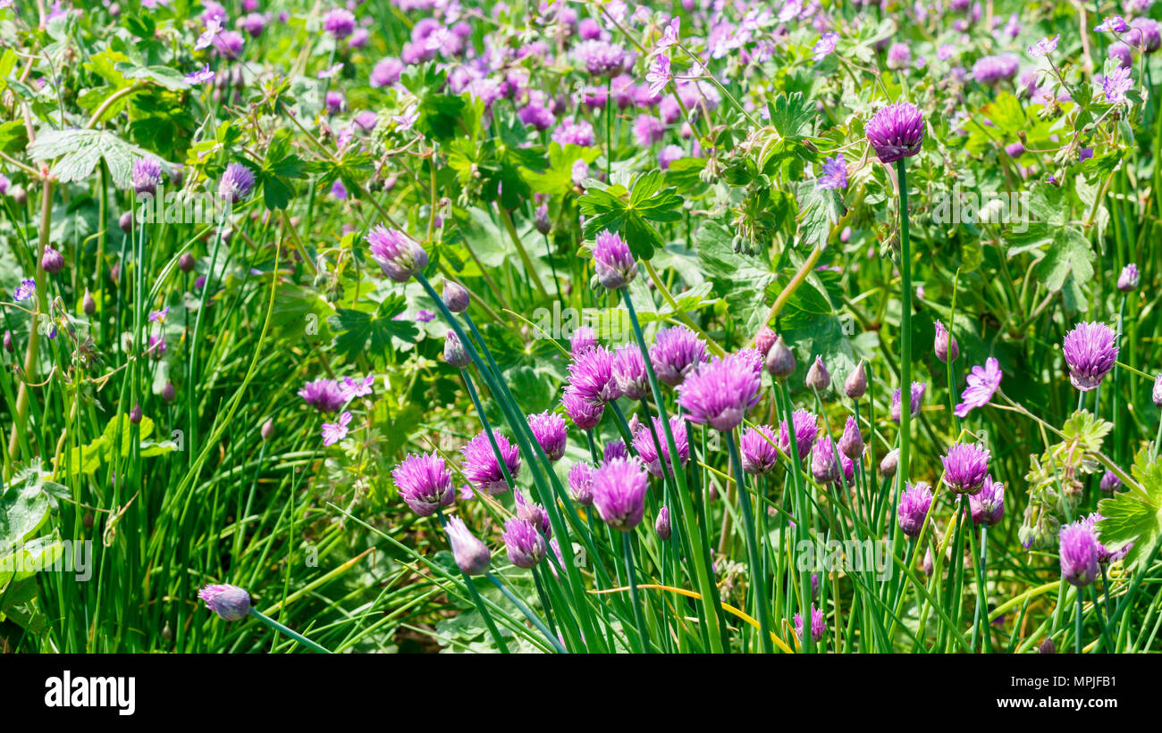 Field of Chives growing as a crop Stock Photo