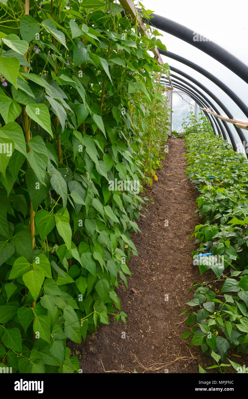 Small holding croft farm with a variety of poly tunnels and plots with ...