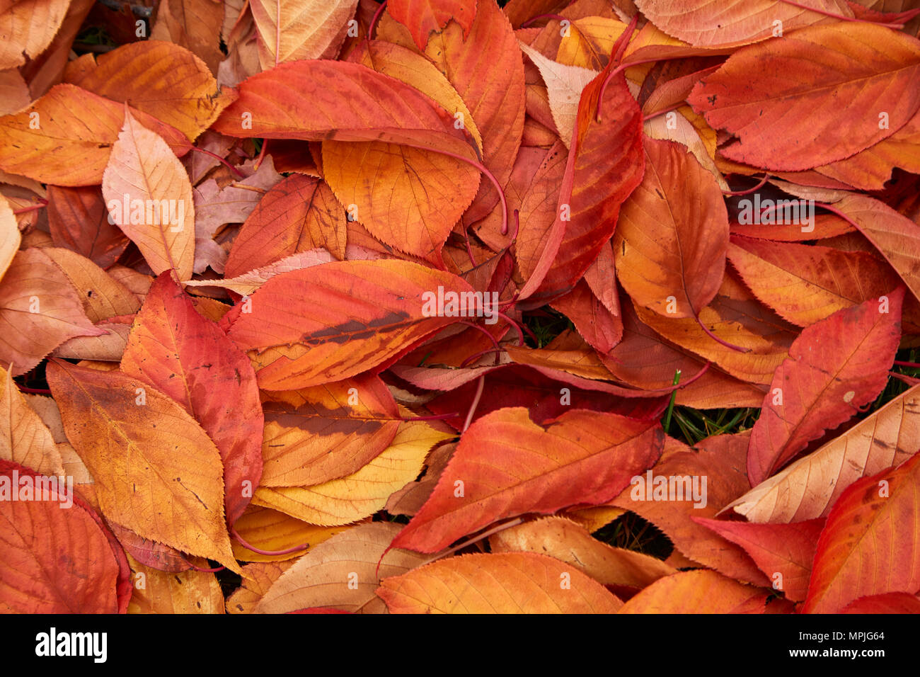 Autumn leaves, Arrowtown, near Queenstown, Otago, South Island, New Zealand Stock Photo