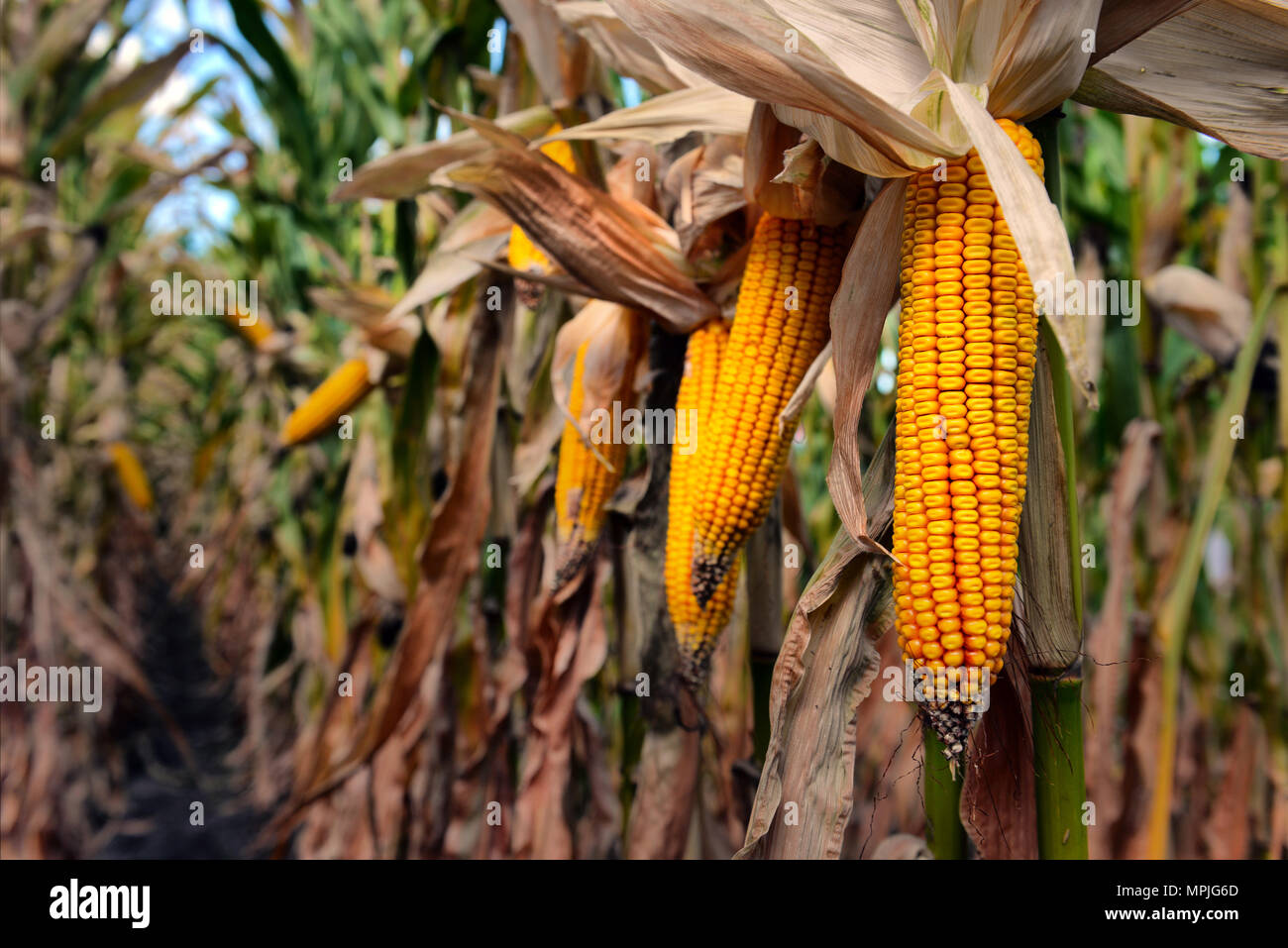 ripe corn in the field Stock Photo