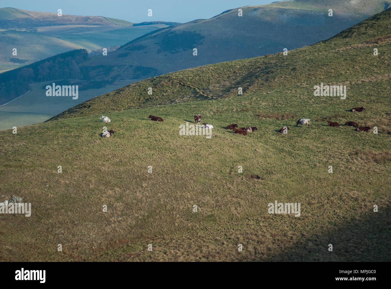 Beef shorthorn cows grazing on hills in the Scottish Border near St Cuthberts Wy Stock Photo