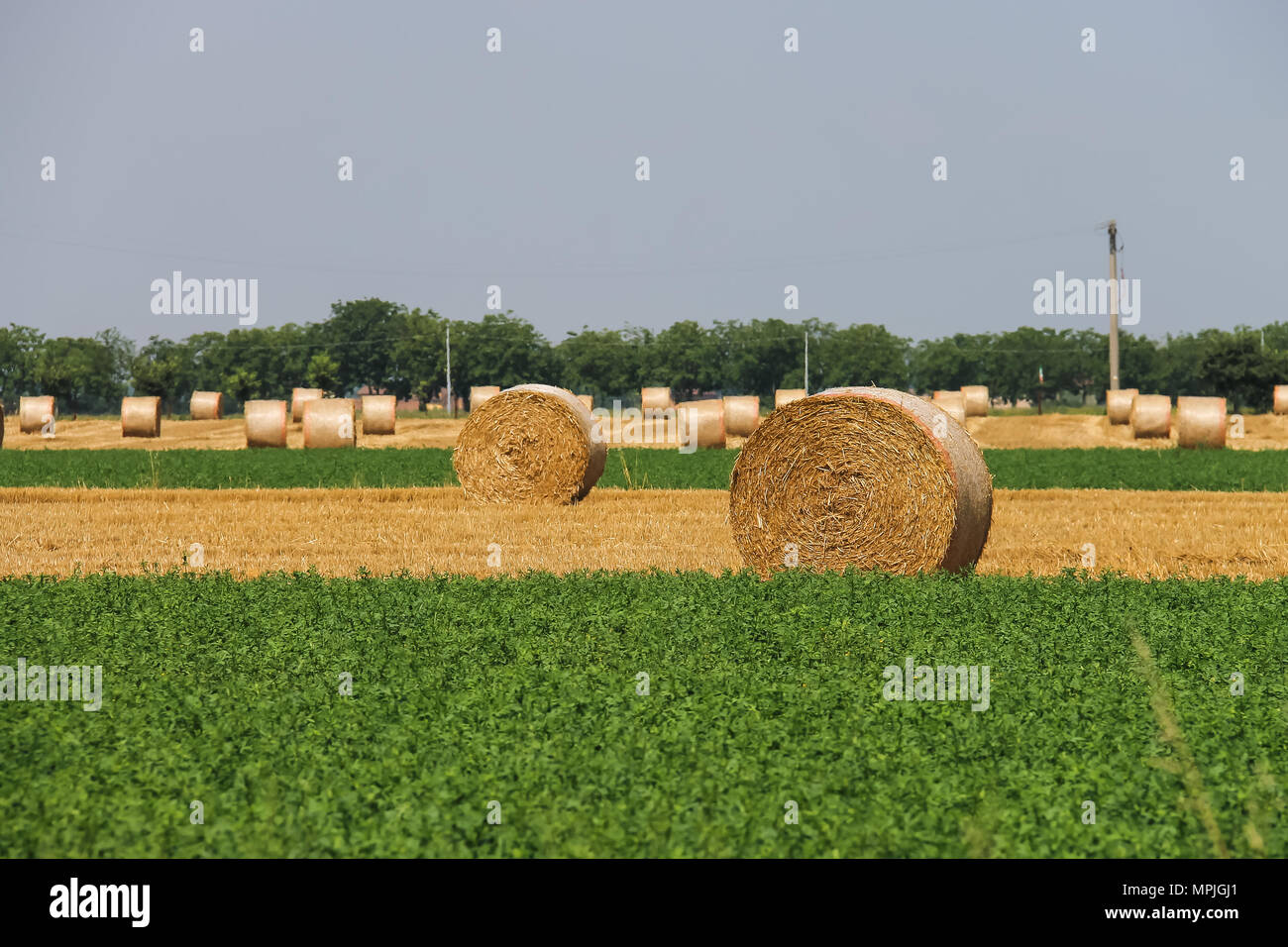 Agricultural field with dry haystacks in Italian province. Emilia Romagna Stock Photo