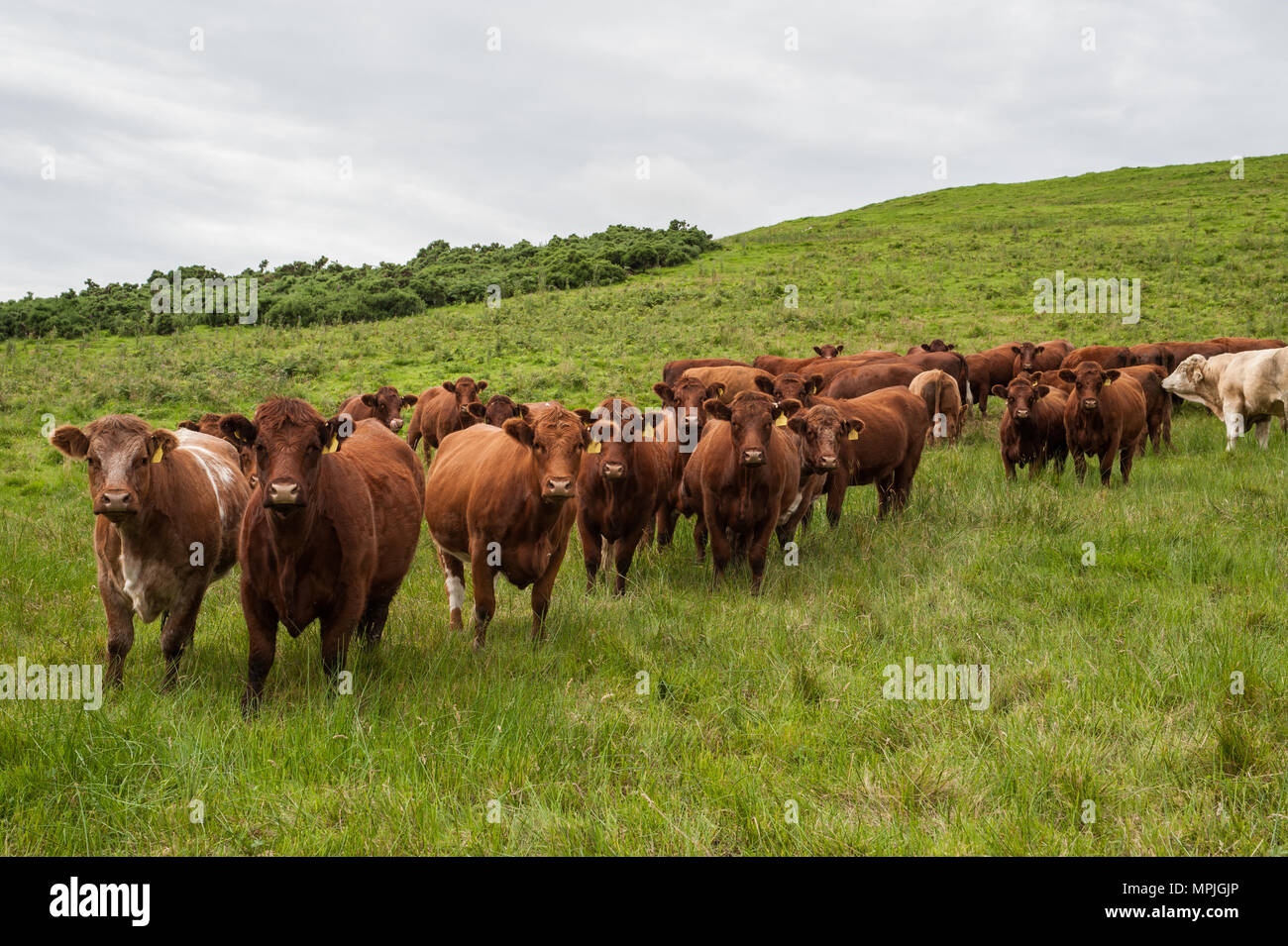 Pure Luing cows and pure Luing and Simmental cross calves in north Northumberland. Stock Photo