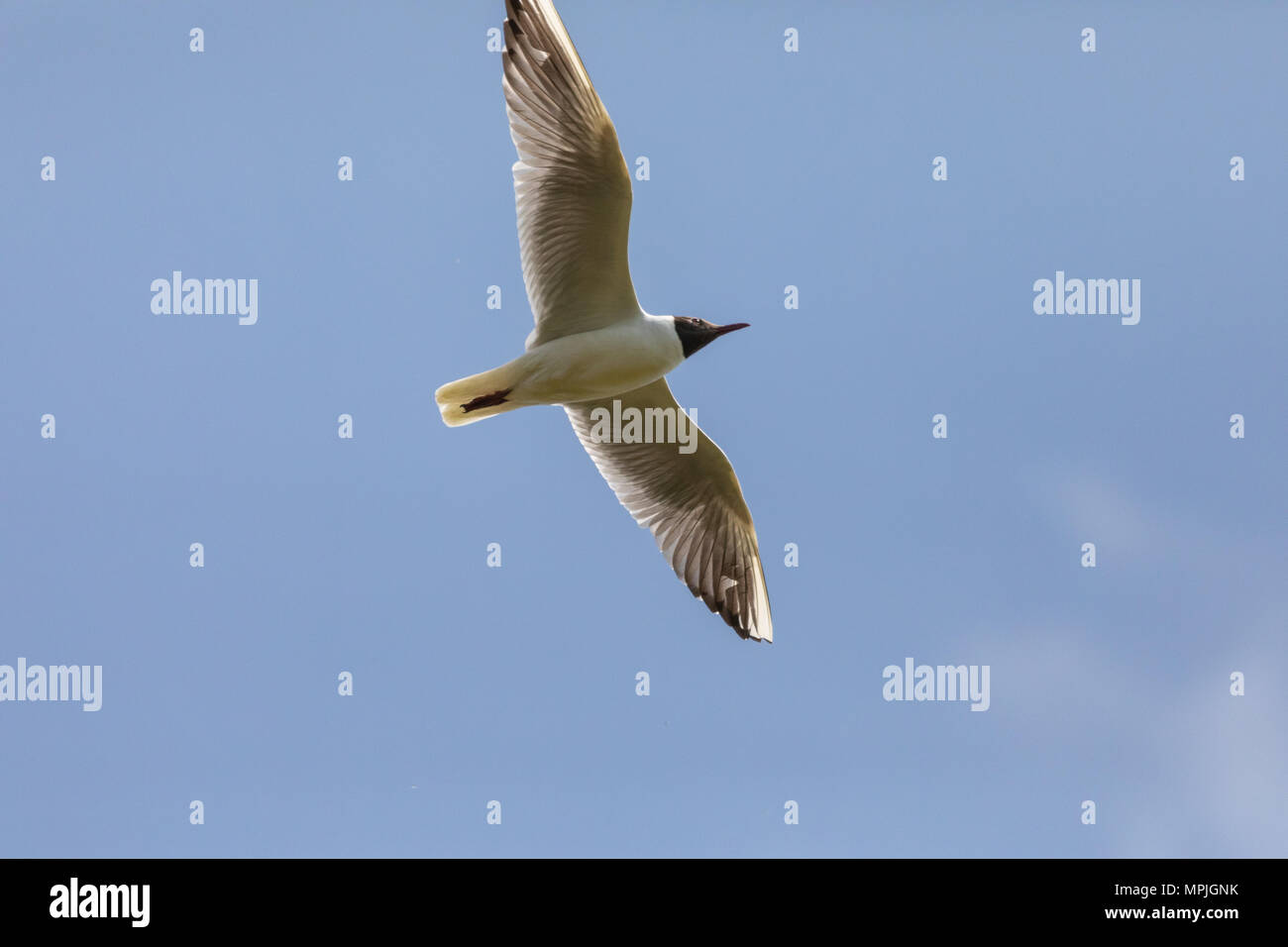 Black-headed gull (Chroicocephalus ridibundus), in flight against a blue sky Stock Photo