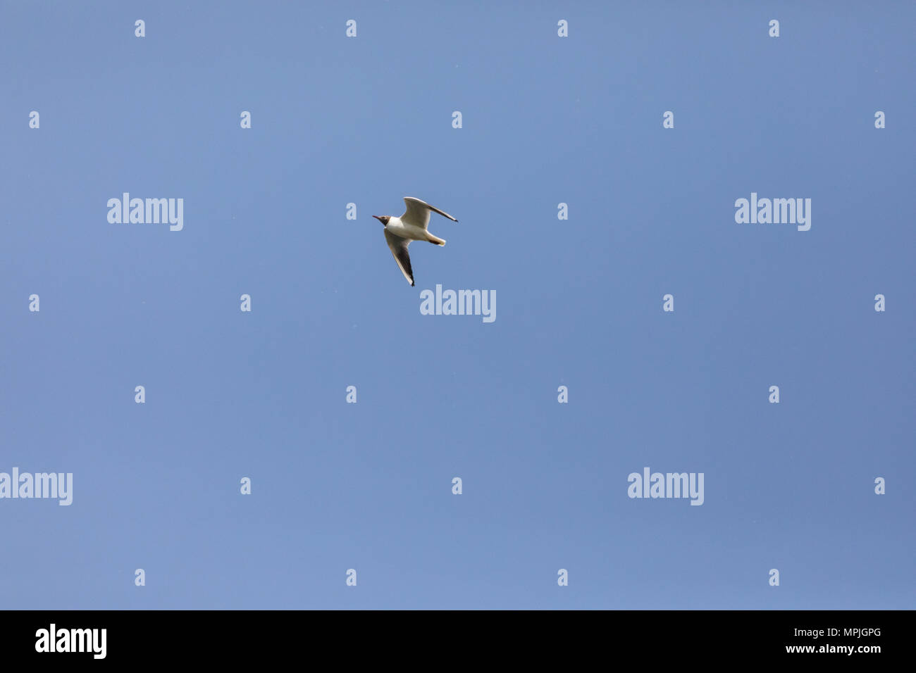 Black-headed gull (Chroicocephalus ridibundus), in flight against a blue sky Stock Photo