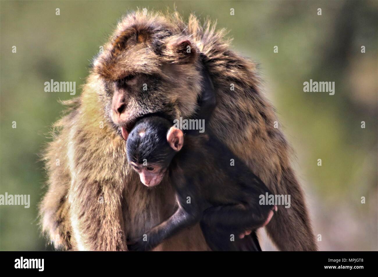 The Barbary Apes of The Rock of Gibraltar. The Barbary Macaque ...