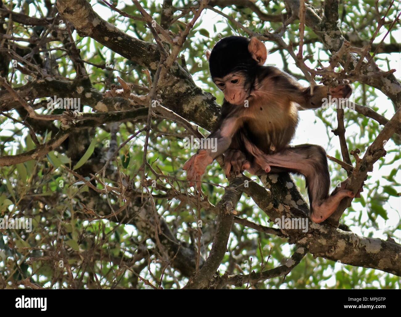 The Barbary Apes of The Rock of Gibraltar. The Barbary Macaque ...